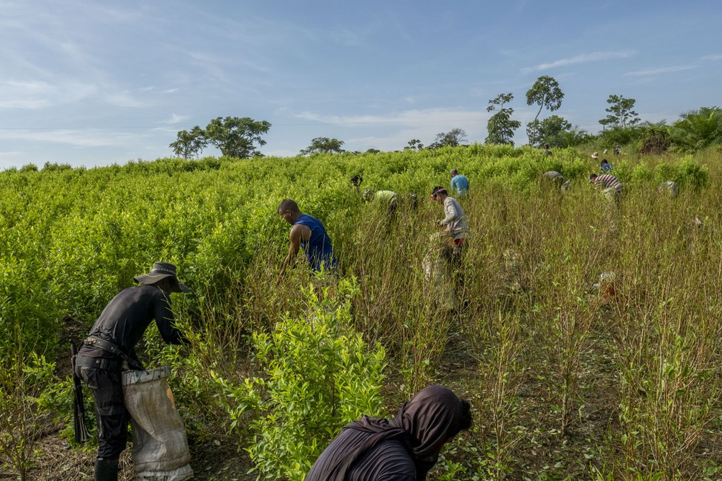 Plantaciones de coca